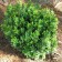 Photo Courtesy of Greenleaf Nursery Company
