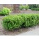 Photo Courtesy of Greenleaf Nursery Company