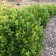 Photo Courtesy of Greenleaf Nursery Company