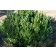 Photo Courtesy of Bailey Nurseries Inc.