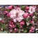 BRANDYWINE PINK FLOWERING CRABAPPLE ©photo ArborTanics Inc.