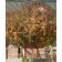 BRANDYWINE PINK CRABAPPLE -Fall color ©photo ArborTanics Inc.