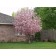 BRANDYWINE CRABAPPLE-Louisville, Coroado ©photo ArborTanics Inc.
