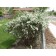 ©ArborTanics Inc.