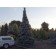 Bruns Serbian Spruce ©photo ArborTanics Inc.