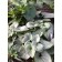 Photo Courtesy of Plants Nouveau