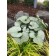 Photo Courtesy of Plants Nouveau