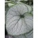 Photo Courtesy of Ball Horticultural Company