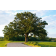 Appx. 100  year old tree Kansas