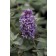 Photo Courtesy of Greenleaf Nursery Company