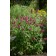 Photo Courtesy of Greenleaf Nursery Company