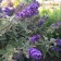 Photo Courtesy of Greenleaf Nursery Company