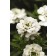 Photo Courtesy of Ball Horticultural Company