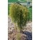 Photo Courtesy of Bailey Nurseries Inc.