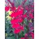 Fan Scarlet Cardinal Flower© photo ArborTanics Inc
