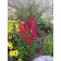 Fan Scarlet Cardinal Flower© photo ArborTanics Inc
