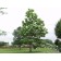 ©photo ArborTanics Inc.