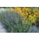 Photo Courtesy of Ball Horticultural Company