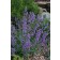 Photo Courtesy of Plant Select©