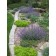 Photo Courtesy of Plant Select©