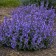 Photo Courtesy of Walter's Gardens, Inc.