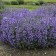 Photo Courtesy of Walter's Gardens, Inc.