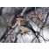 WINTER FOOD FOR BIRDS photo courtesy of  a Vauled Customer
