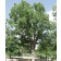 Hackberry ©photo ArborTanics Inc.