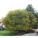 EASTERN REDBUD-Clump Form ©photo ArborTanics Inc.