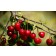 Sour Pie Cherry-Generic