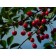 Sour Pie Cherry-Generic