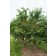 Photo Courtesy of Bailey Nurseries Inc.