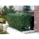 Cheyenne Privet Hedge ©photo ArborTanics Inc.
