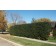 Cheyenne Privet Hedge ©photo ArborTanics Inc.