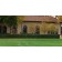 Cheyenne Privet Hedge ©photo ArborTanics Inc.