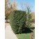 Cheyenne Privet Hedge ©photo ArborTanics Inc.
