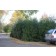 Cheyenne Privet-semi trimmed...©photo ArborTanics Inc.
