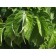 Chicago Lustre Viburnum...©photo ArborTanics Inc.