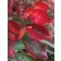 Photo Courtesy of Chicagoland Grows®, Inc.