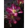 Photo Courtesy of Bailey Nurseries Inc.