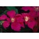 Photo Courtesy of Bailey Nurseries Inc.