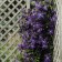 Photo Courtesy of Walter's Gardens, Inc.