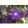 Photo Courtesy of Ball Horticultural Company