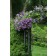 Photo Courtesy of Ball Horticultural Company