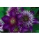 Photo Courtesy of Bailey Nurseries Inc.
