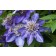 Photo Courtesy of Ball Horticultural Company