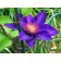 Multi-Blue Clematis...©ArborTanics Inc.