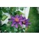 Multi Blue Clematis...©photo ArborTanics Inc.