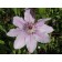 Nelly Moser Clematis...©photo ArborTanics Inc.