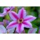 Nelly Moser Clematis...©photo ArborTanics Inc.